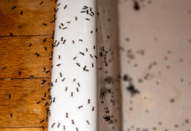 Best Affordable Pest Control Services  in Enumclaw, WA